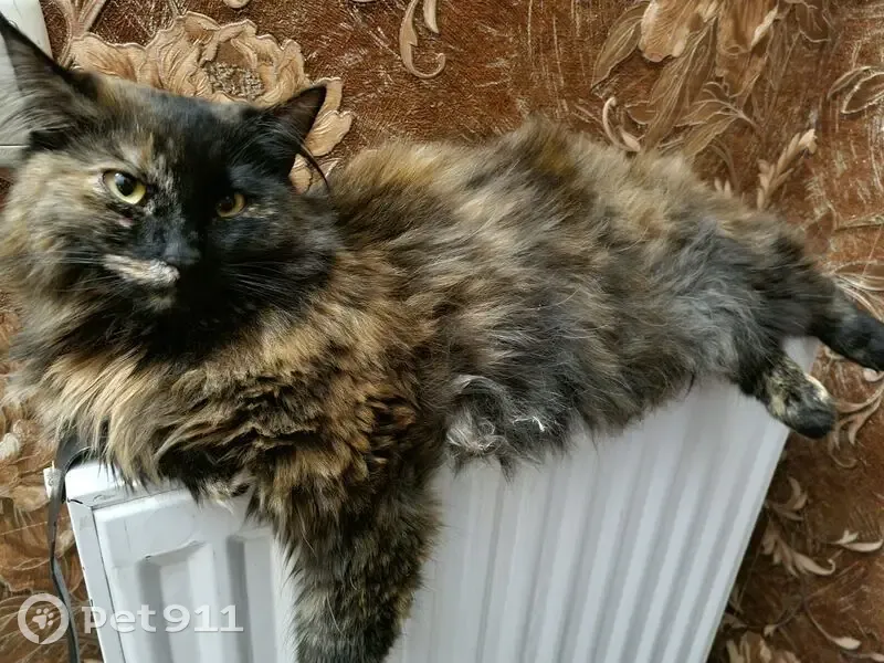 Зникла ласкава кішка з унікальним окрасом - photo