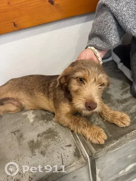 Jeune teckel trouvé avec collier à Cubzac - photo