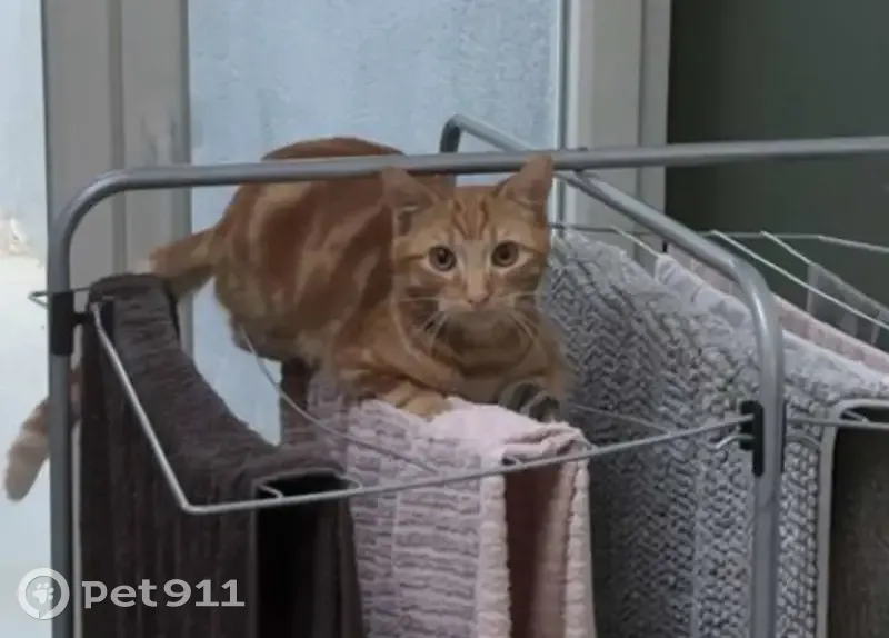 Chat disparu Garçon, Houplines (fl572312) - photo