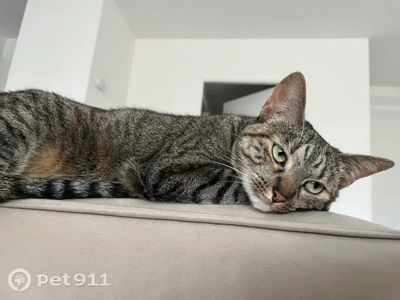 Chat disparu Fille (fl572314) - photo