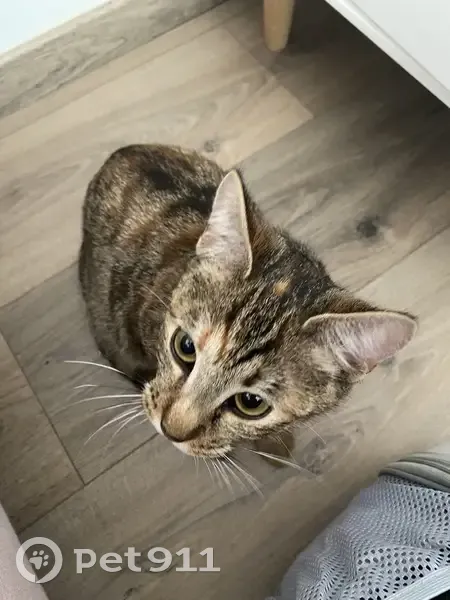 Chatte trouvée à Paris 14, non pucée - photo