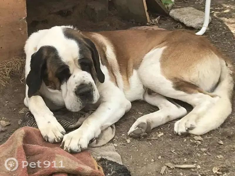 Saint Bernard perdue à Ruffec la nuit - photo