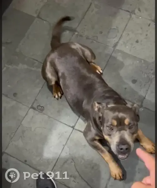 Cachorro encontrado - photo