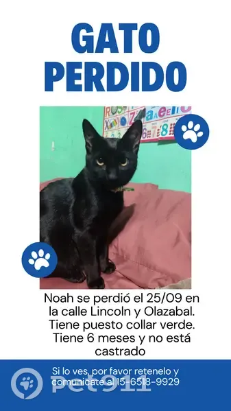 ¡Ayuda a encontrar a Noah, gato perdido! - photo