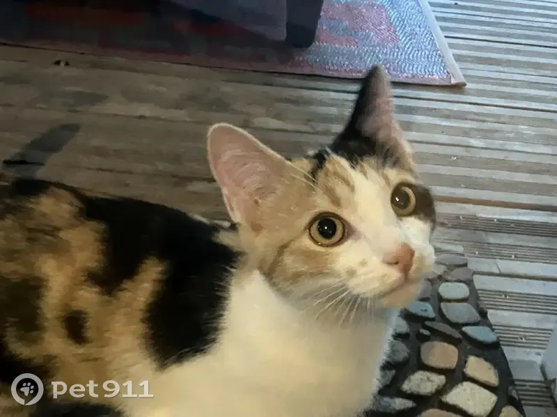 Chaton trouvé rue Louis Bréguet, Niort - photo