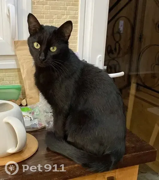 Jeune chatte noire trouvée à Lormont-Bas - photo