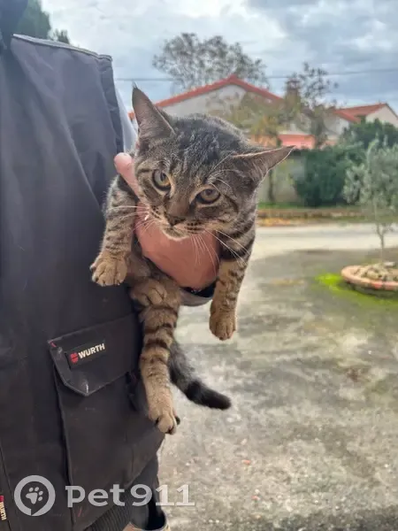 Chaton trouvé avec collier vert - photo