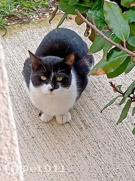 Chat perdu à Hyères : Busi, timide et discret - photo