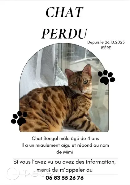 Chat Bengal perdu, mâle, Rue de l'Orme - photo