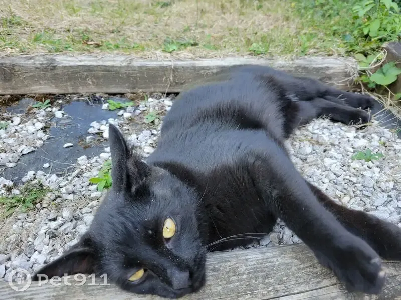 Chat noir 1 an perdu à Charantonnay - photo