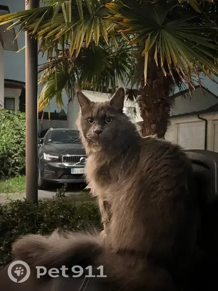 Mainecoon gris perdu, Rue des Voies du Bois - photo