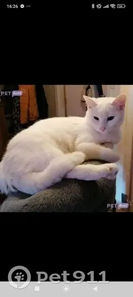 Chatte blanche sourde perdue à Caen - photo
