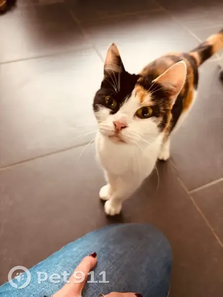 Chatte tricolore trouvée sous la pluie - photo