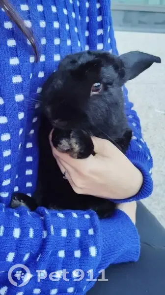 Lapin noir trouvé sous voiture à Nice - photo