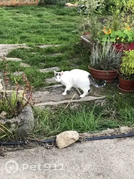 Chatte perdue à Crozant, très sociable - photo