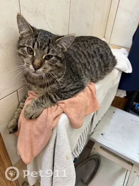 Зникла кішка на вул. Івана Петраша, Яремче - photo