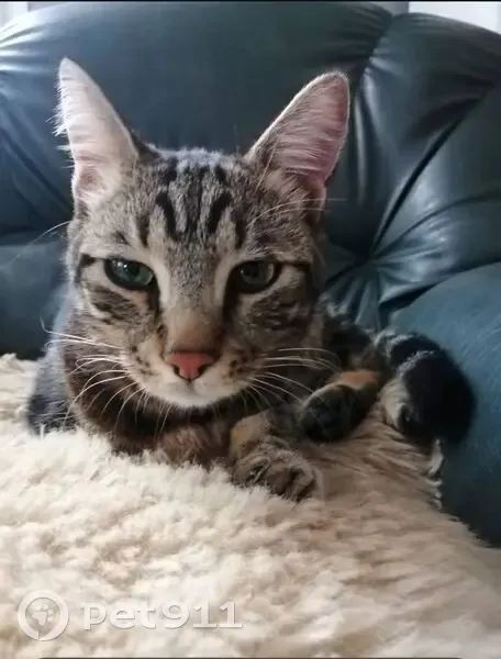 Chat tigré trouvé à La Châtre - photo