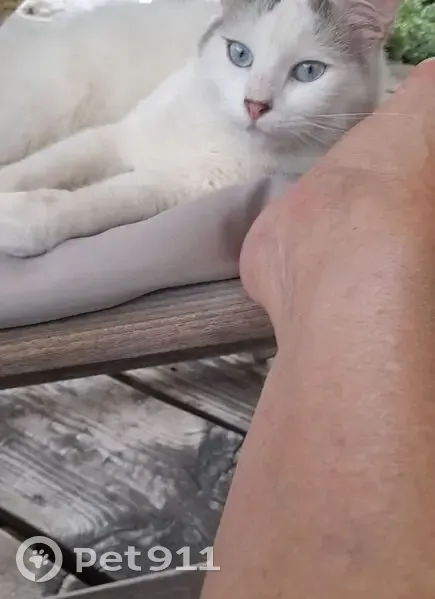Jeune chat mâle castré trouvé en Lozère - photo