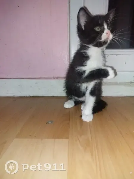 Chatte Tuxedo perdue à Vigneux-sur-Seine - photo