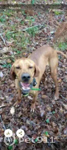 Chien perdu marron à Angoulême - photo