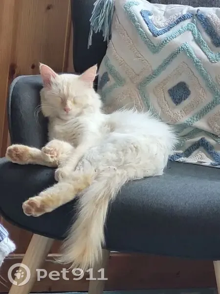 Chat perdu : Junior, mâle blanc et roux, 2 ans - photo