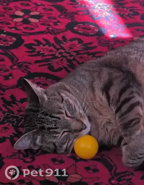 Chat perdu lors d'un déménagement à Lezennes - photo