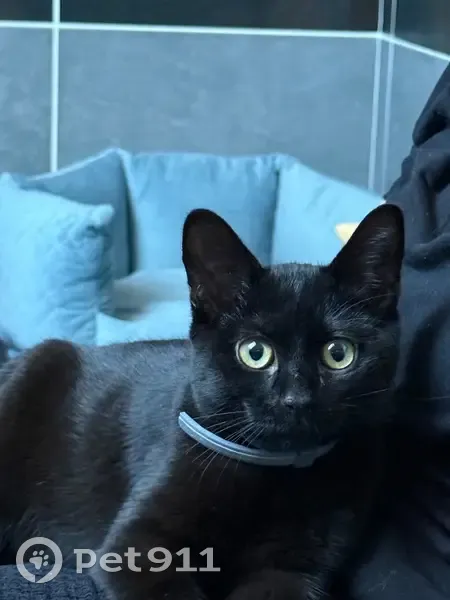 Chaton sociable trouvé Rue Botrel - photo
