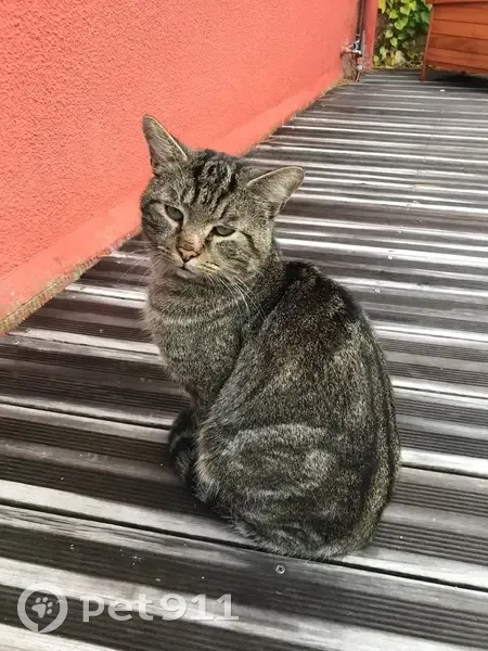 Chat blessé trouvé Rue de l'Église, Erquinghem - photo
