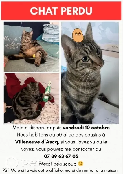 Chat perdu : Malo, sociable et câlin - photo
