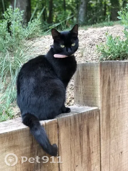 Chat noire perdue, collier jaune, Clairefontaine - photo