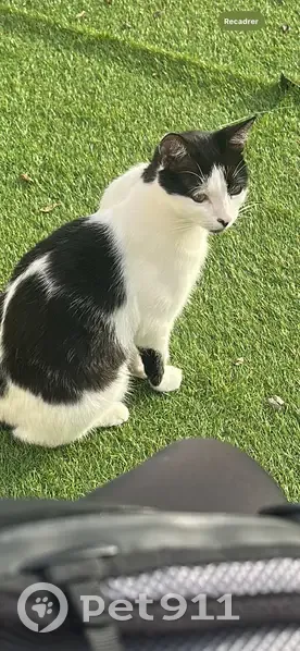 Chat perdu noir et blanc, Le Mans - photo