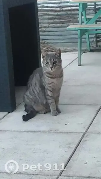 Chatte perdue Avenue de Toulouse, Montpellier - photo