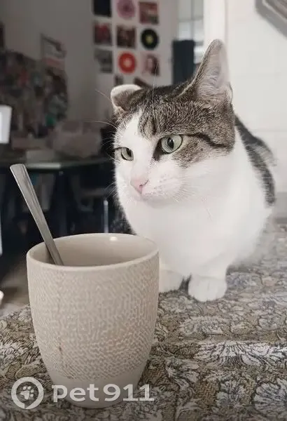 Chat perdue : Mimi, petite et peureuse - photo