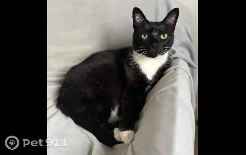 Chat tuxedo perdu à Paris, 11 ans, 7 kg - photo