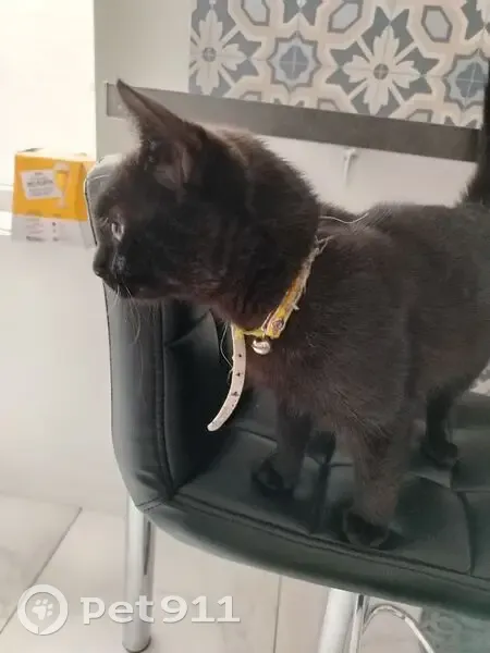 Chat noir trouvé, collier jaune, Tourcoing - photo