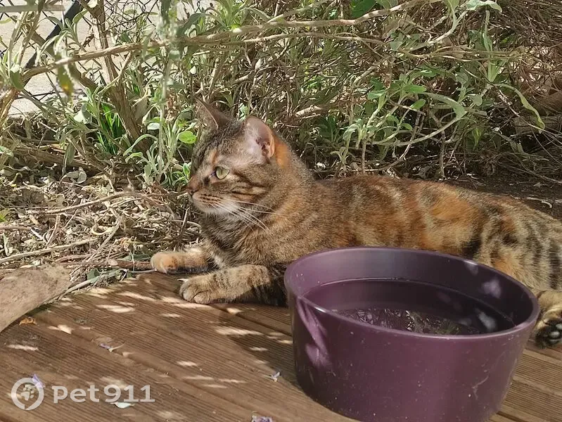 Chatte tigrée perdue, Allée de Gramont - photo