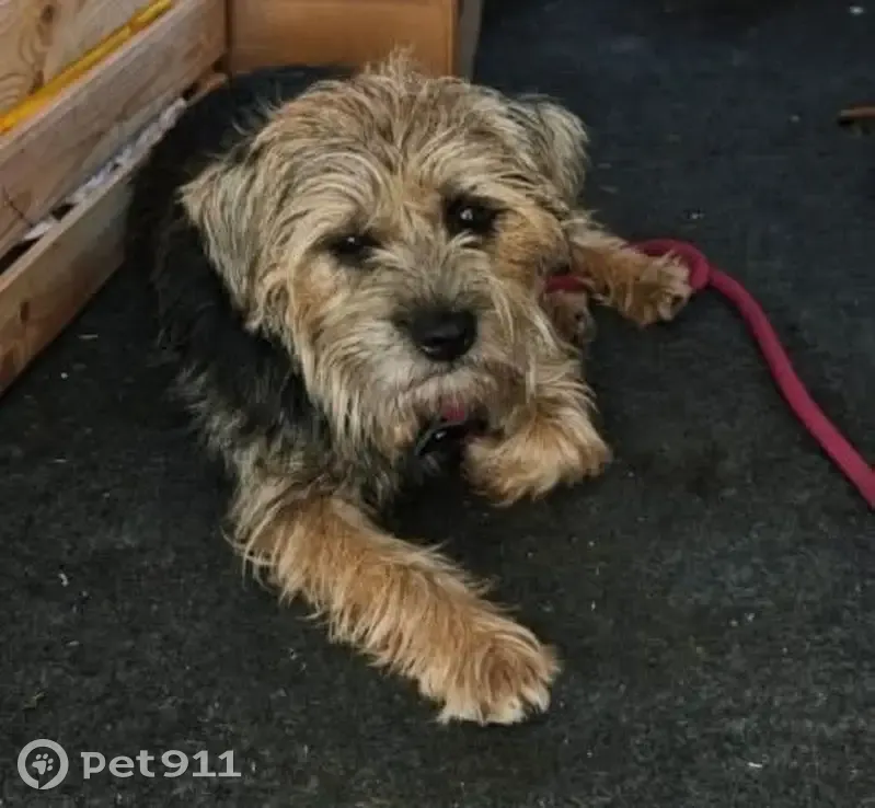 Border Terrier perdu à Allauch - photo