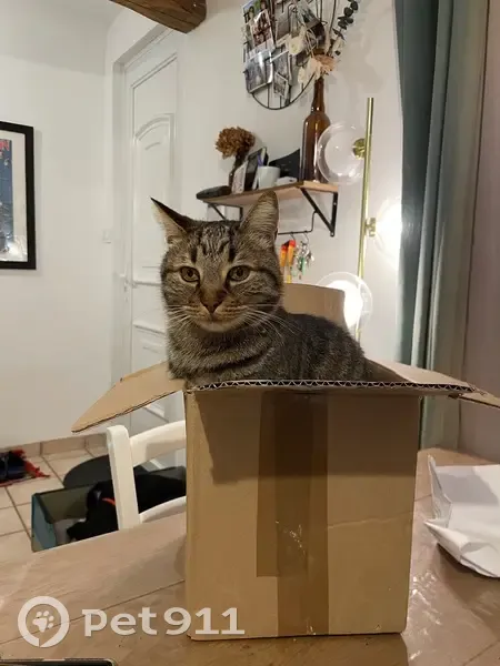 Chat perdu, tatoué, puce, yeux jaunes - photo
