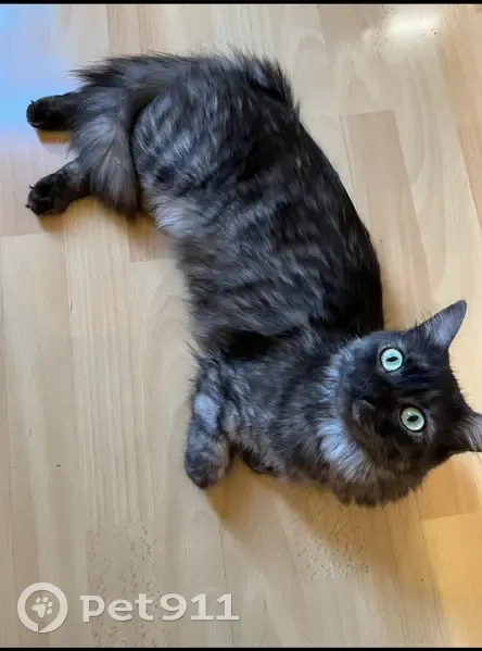Chatte perdue, tigrée, câline, Bordeaux - photo