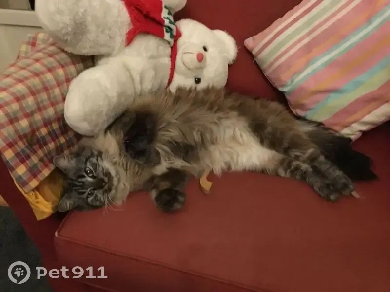 Chat perdu : Noisette, blanc-beige-gris, Hyères - photo