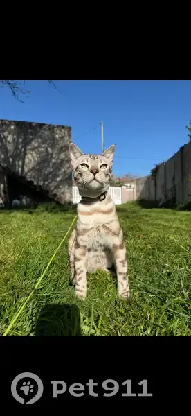 Chat du Bengale perdu à Chaillevette - photo