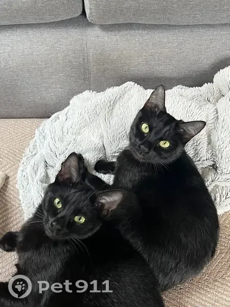 Chats perdus à Colomiers : Batou & Robin - photo