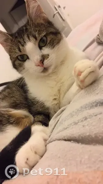 Chat perdue, peureuse, Villeneuve-sur-Lot - photo