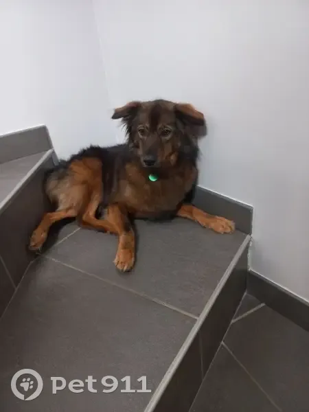 Chien perdue Ambre, croisée berger, Giers - photo