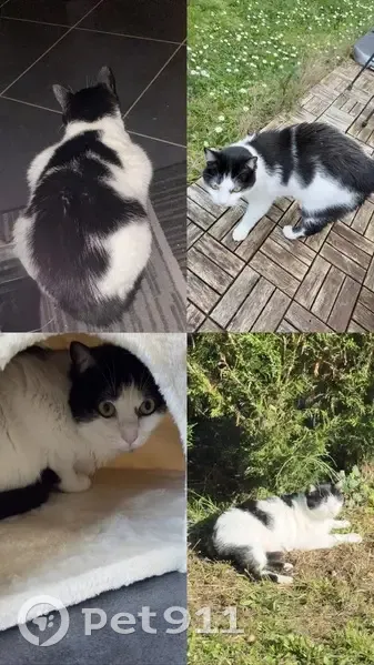 Chat noir et blanc perdu à Izon - photo