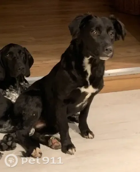 Chienne perdue à Mérobert, noire et blanche - photo