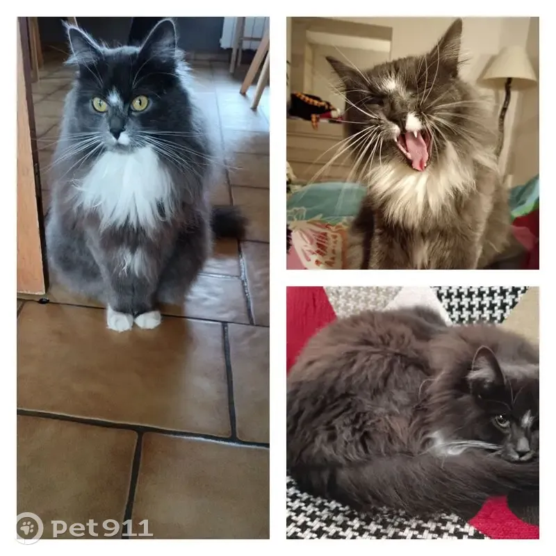 Chat angora gris perdu à Saint-Dié - photo