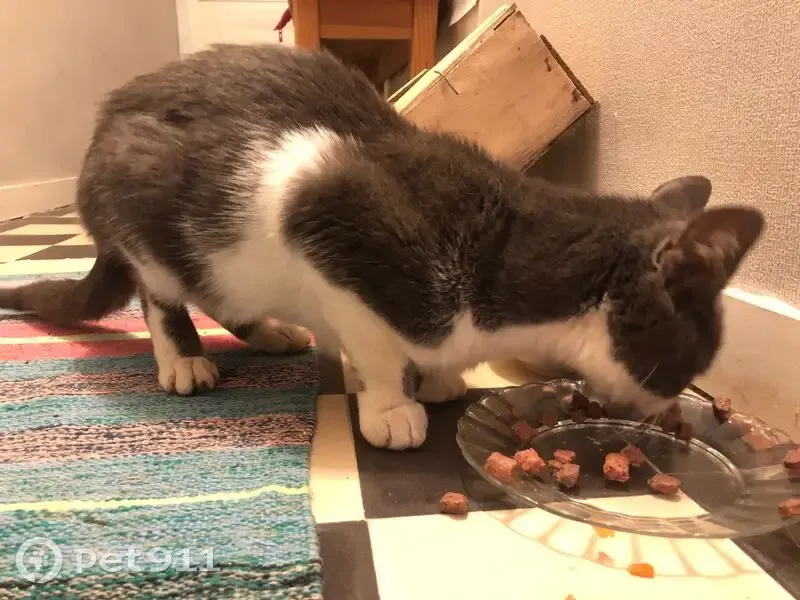 Chat trouvé : jeune, énergique et soigné - photo