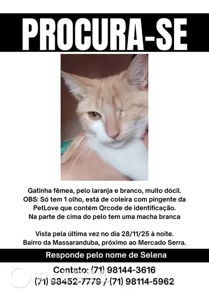 Gato desaparecido Fêmea (brl001758) - photo