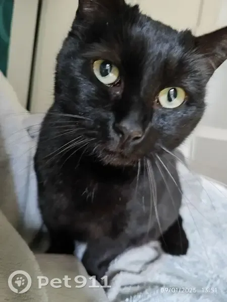 Chatte noire perdue à Miramont-de-Guyenne - photo